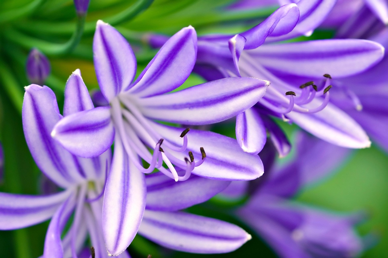 african lily, flowers, purple flowers, garden, nature, flower wallpaper, flora, beautiful flowers, flower background, close up